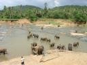 Elephant bath